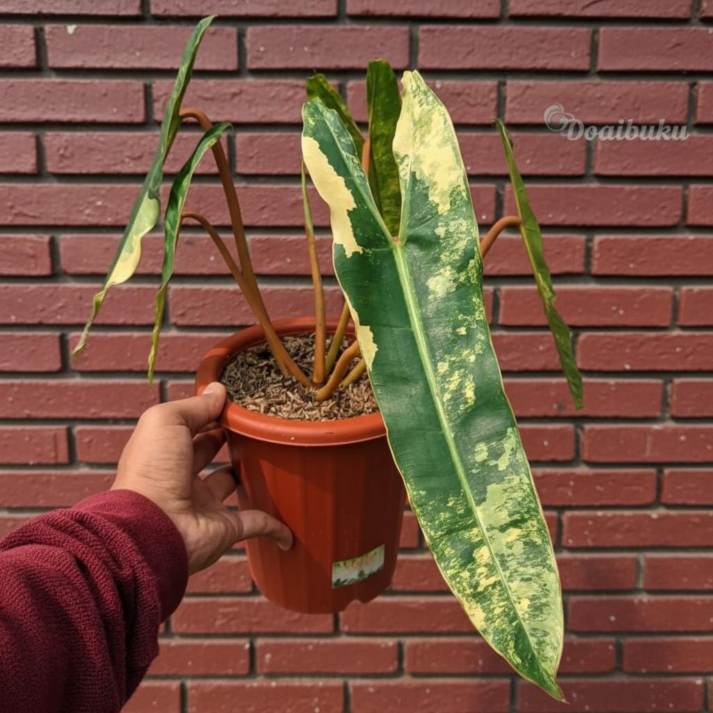 Philodendron billietiae variegated - Etsy 日本