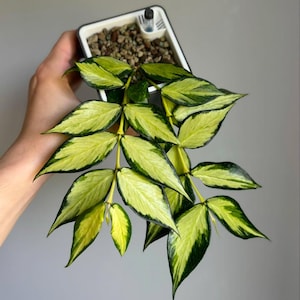 May include: A Hoya plant in a square white and black pot. The plant has green and yellow variegated leaves. The pot contains small pebbles and a water level indicator. The plant is held against a gray background.