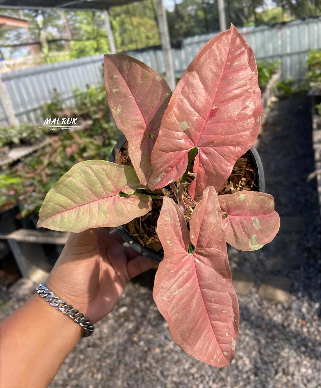 Monstera pink variegated - Etsy.de