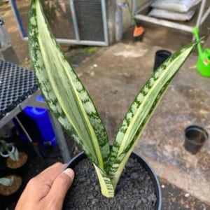 Sansevieria Bantel Batik Variegated Rare Snake Plant