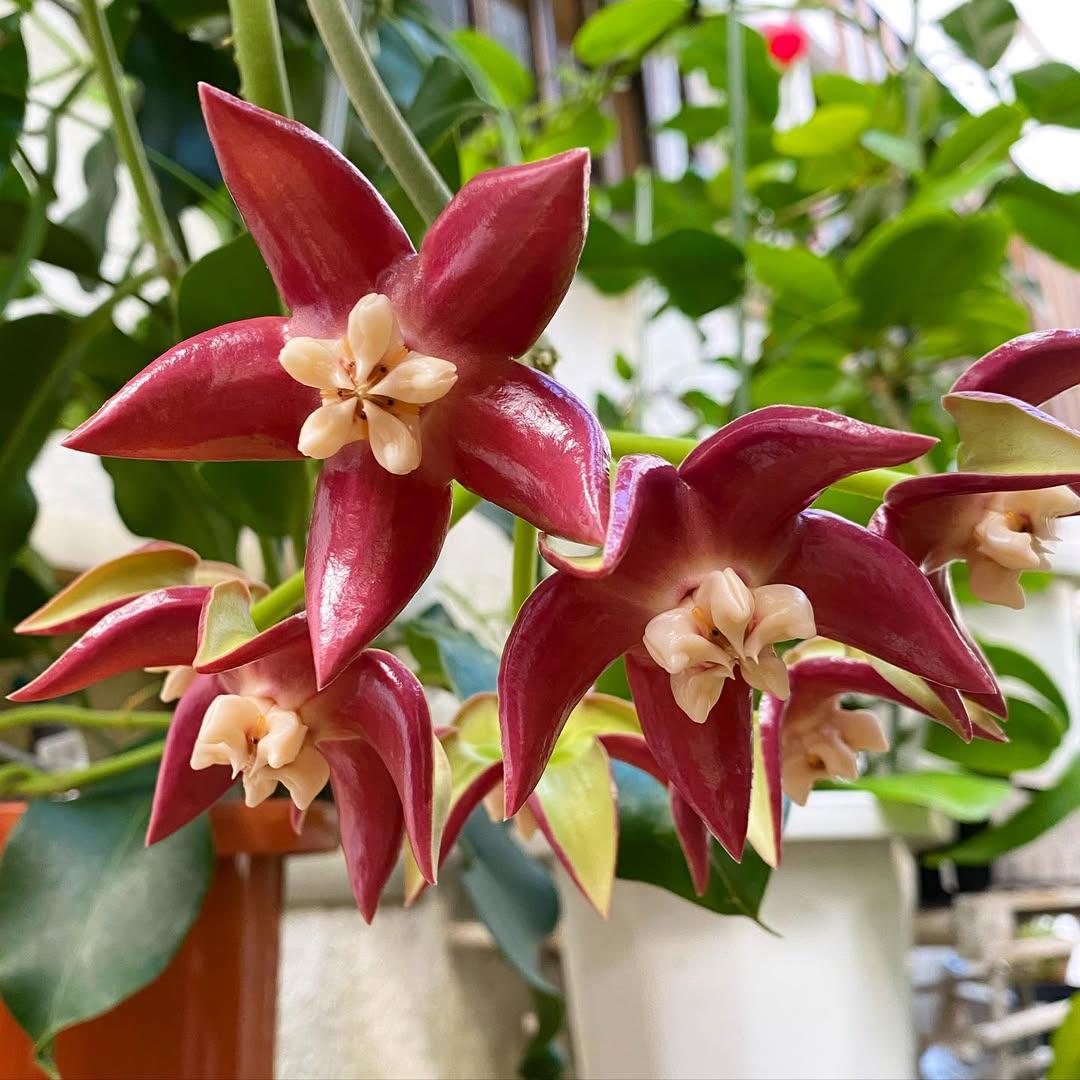 Hoya imperialis - Etsy 日本