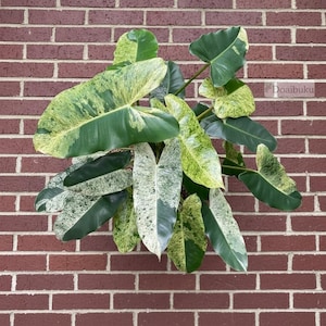 Philodendron Blizzard - Etsy