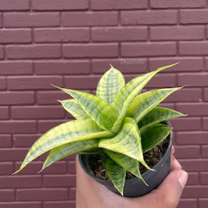 Może przedstawiać: Roślina w doniczce z wężownicą o żywych zielonych i żółtych paskowanych liściach. Roślina znajduje się w małej czarnej doniczce, na tle ceglanej ściany. Widoczny jest tekst "Doaibuku".