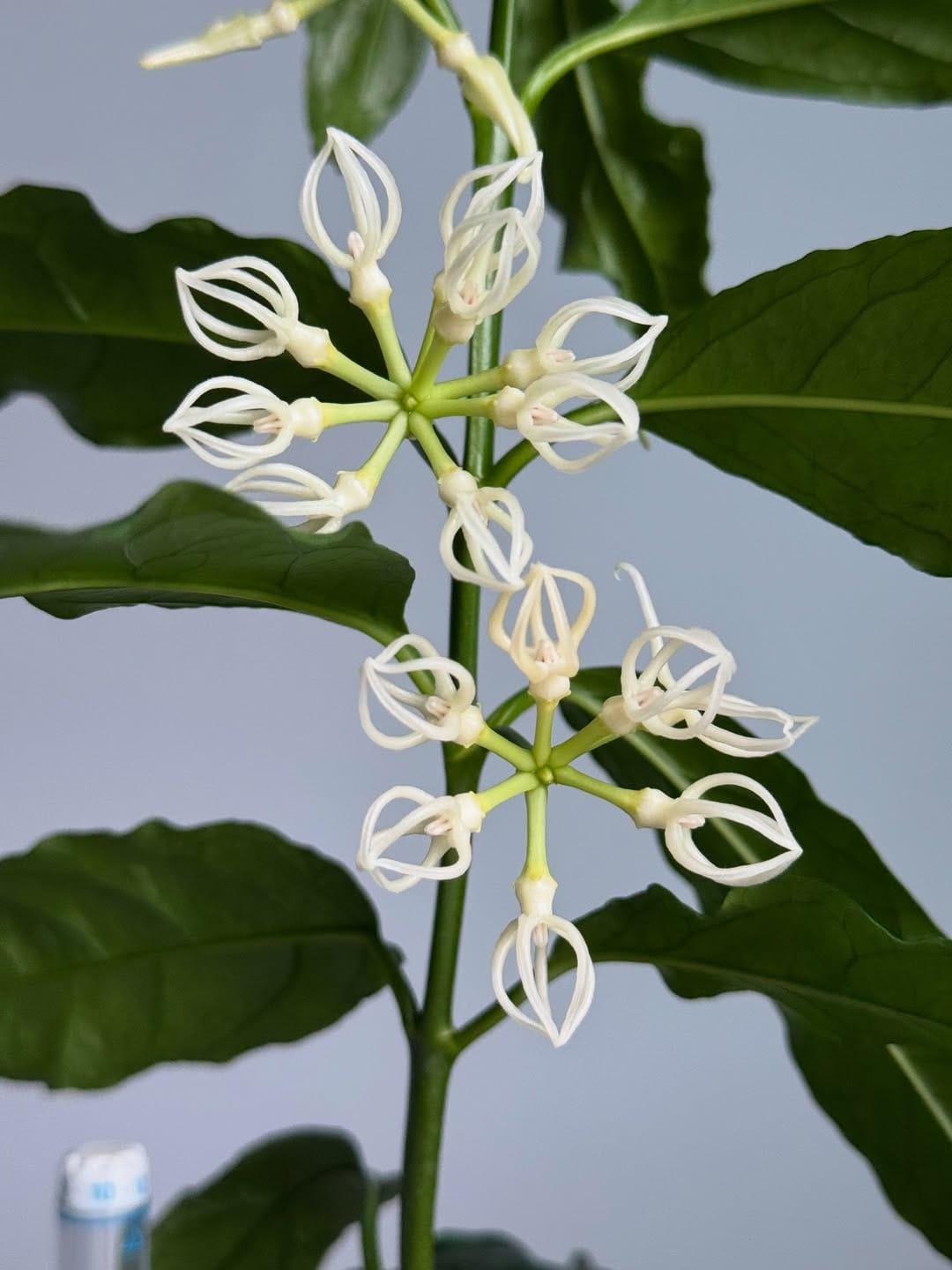 Hoya decipulae - Etsy 日本