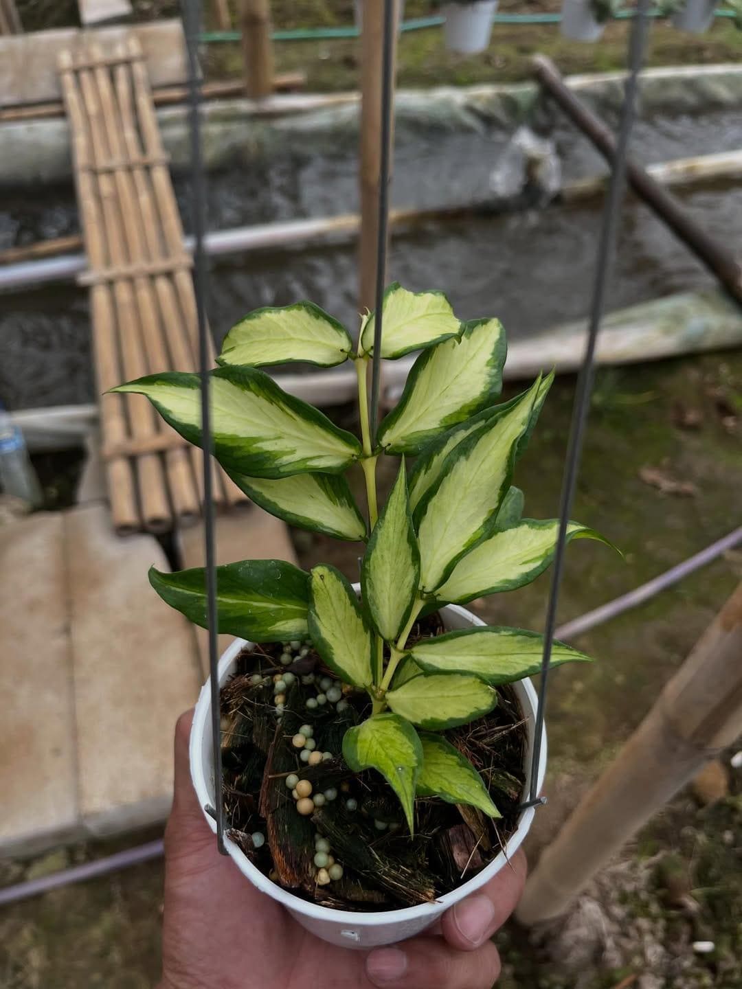 Hoya polyneura inner variegated - Etsy 日本