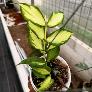 Hoya polyneura - Etsy 日本