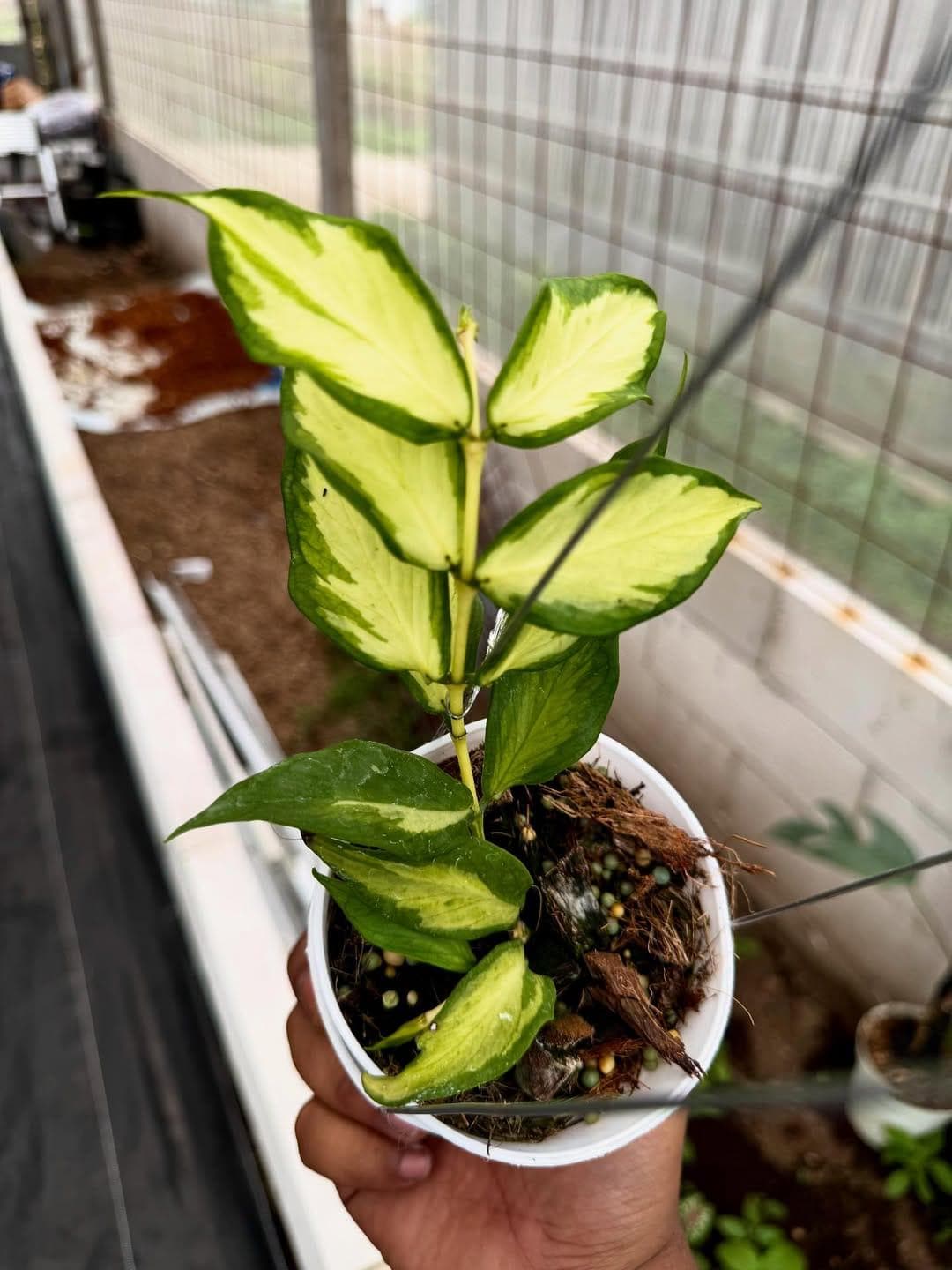 Hoya polyneura - Etsy 日本
