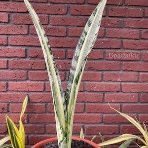 Könnte beinhalten: Rustikales Holzschild mit dem Text "Welcome to our home" in handschriftlichem Stil. Das Schild hat eine Used-Optik und ein schlichtes, einladendes Design, perfekt für eine Veranda oder einen Eingangsbereich.