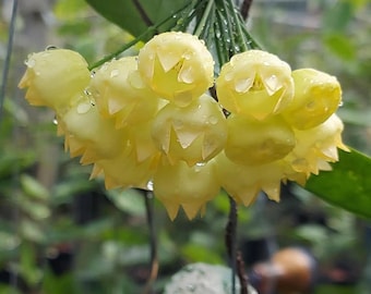 Hoya Inflata Hoya Tropical Floreciendo