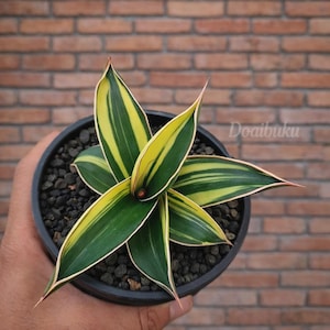 May include: A potted snake plant with green and yellow striped leaves. The plant has a dark green center and a yellow border. The leaves are long and pointed, with a reddish-pink tip. The pot is black and filled with small black stones.