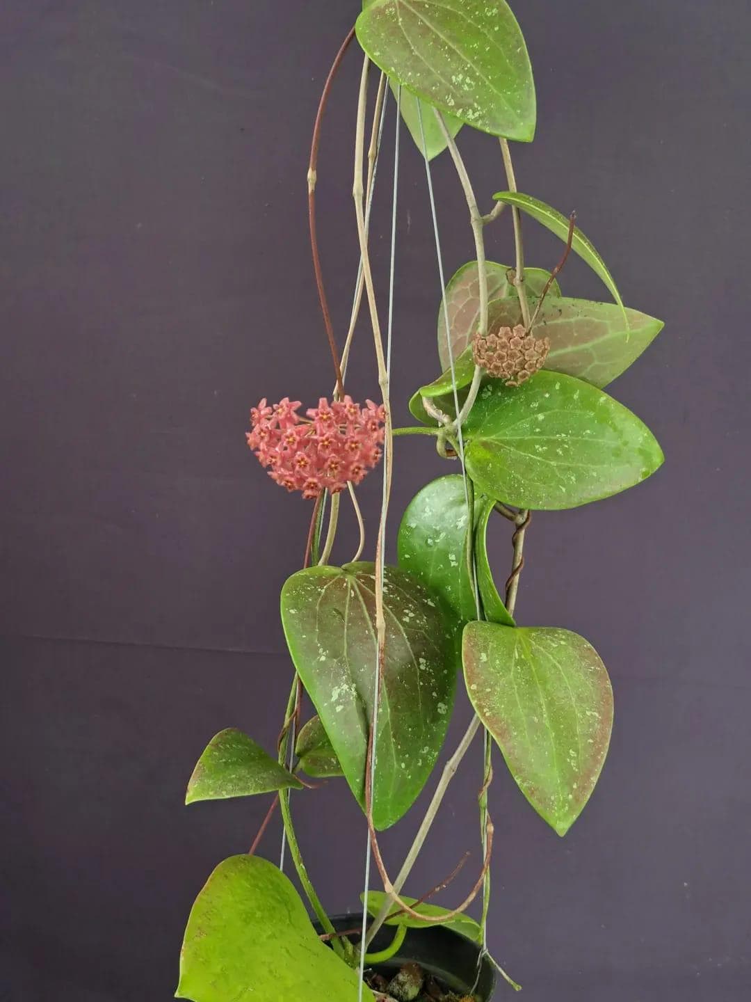 その他観葉植物 Hoya Glabra Alex Hoya glabra - Etsy 日本