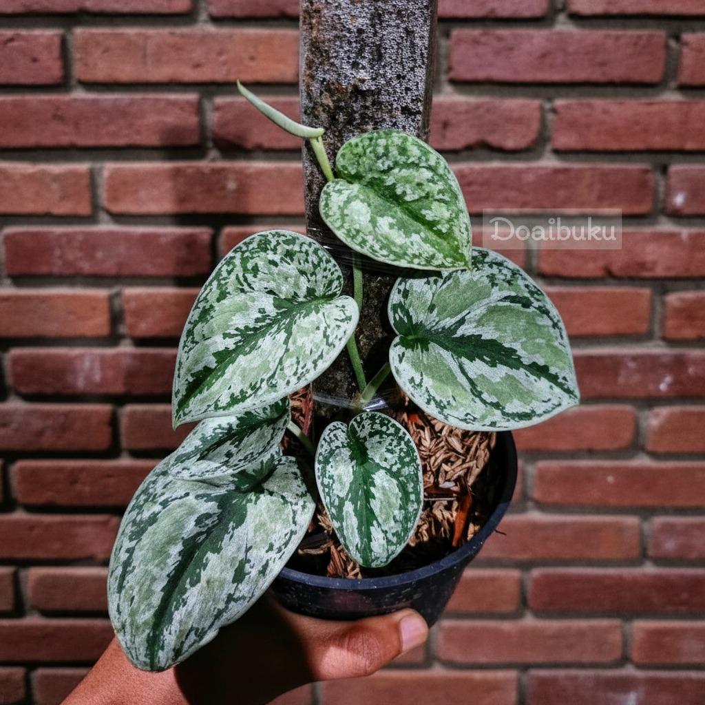 Rare scindapsus - Etsy 日本