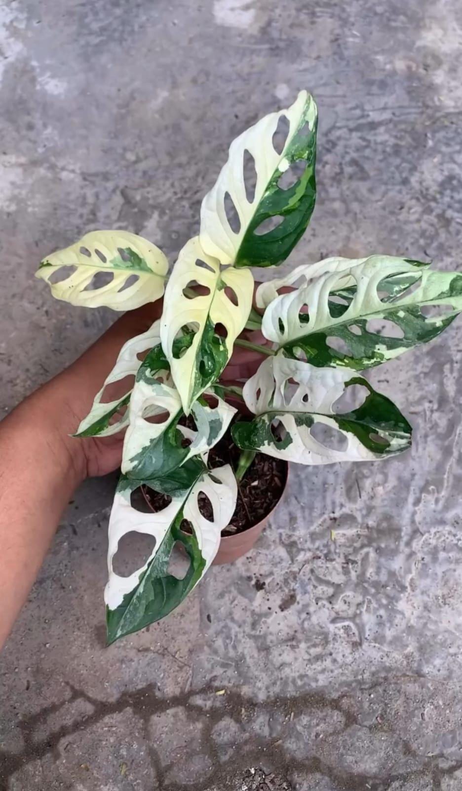 philodendron variegata kaufen Philodendron Green Congo variegata – Online kaufen main image 1