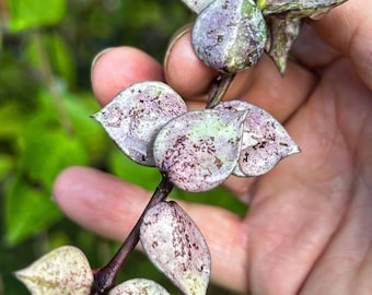 Hoya Lacunosa Aurora Negra Rara Planta Selva Uniqe