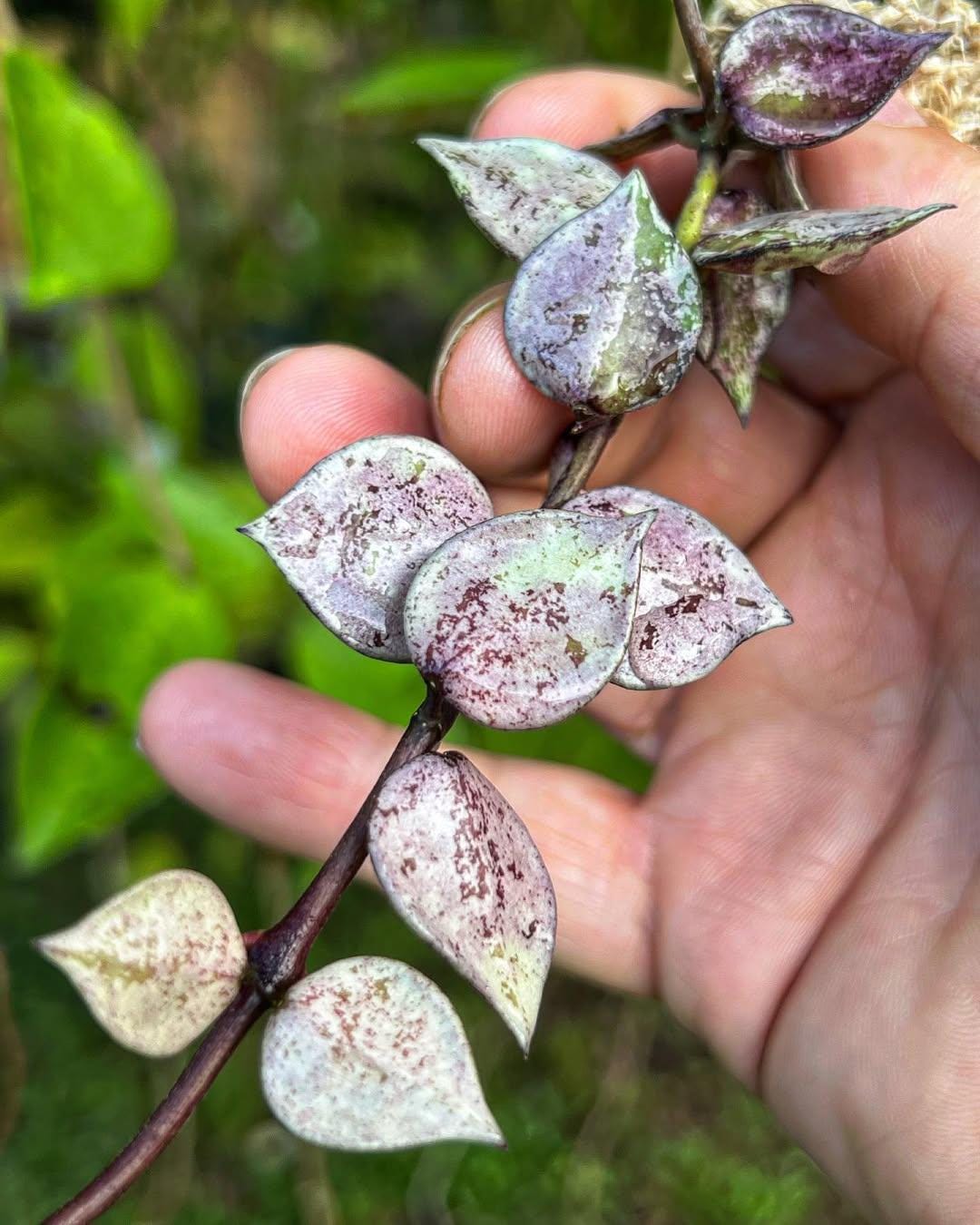 Hoya polyneura plant - Etsy 日本