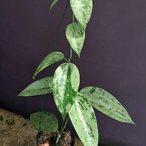 Hoya macrophylla rock star silver Plant,Lush pLant big size