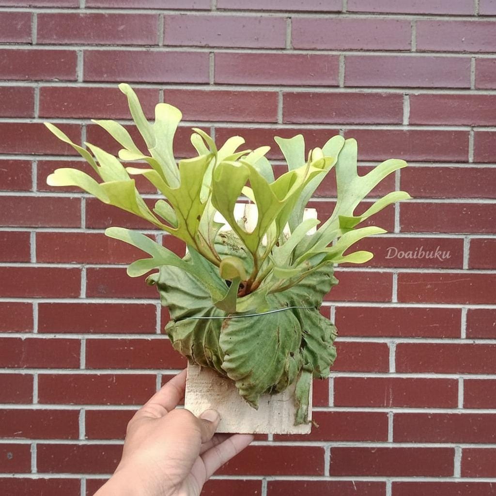 Platycerium ridleyi 壁掛け用 Platycerium ridleyi - Etsy 日本