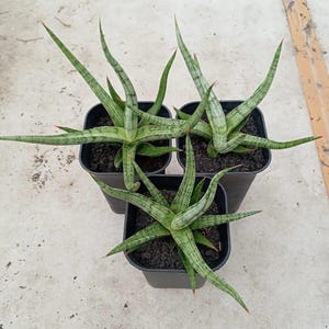 May include: Three potted Sansevieria cylindrica plants. Each plant has long, cylindrical, green leaves with darker green stripes and reddish tips. The plants are in small, square black pots filled with dark soil, set against a light-colored surface.