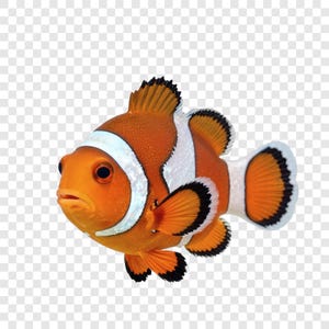 May include: A vibrant orange clownfish with white stripes and black-edged fins. The fish has a round body and is facing left, showcasing its bright colors and distinctive markings. The image is a clear, detailed depiction of the marine animal.