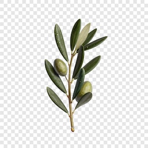 May include: A sprig of olives with green leaves and olives. The leaves are a deep green with water droplets, and the olives are a pale green. The stem is a light brown color.