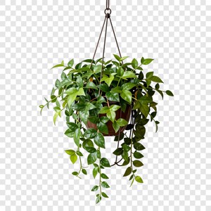 Op de afbeelding: Een hangende bruine plantenbak gevuld met groene ranken en bladeren. De plant wordt opgehangen door een donkerbruine metalen ketting. De bladeren zijn een mix van licht- en donkergroen, wat een weelderige uitstraling creëert.