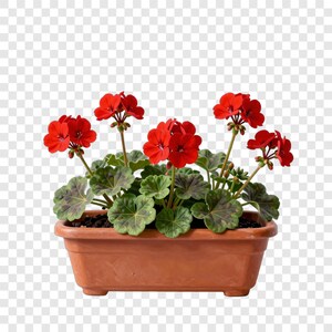 Peut inclure: Une jardinière rectangulaire de couleur terre cuite contenant un géranium aux fleurs rouge vif et aux feuilles vertes arrondies avec des marques centrales sombres. La plante possède plusieurs tiges s'élevant du terreau.