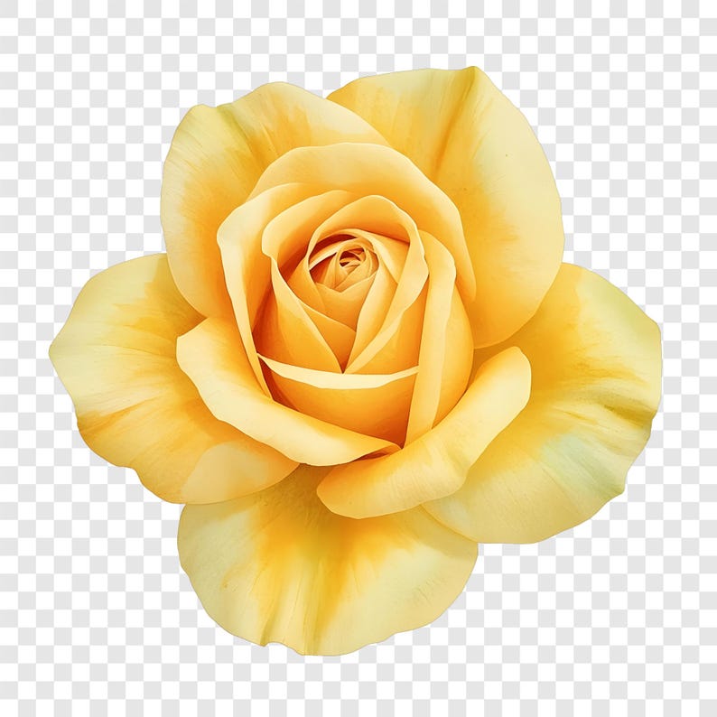Yellow Roses Multipetals 10 PNG Yellow Rose Clipart, Floral Botanical Images, Transparent ...