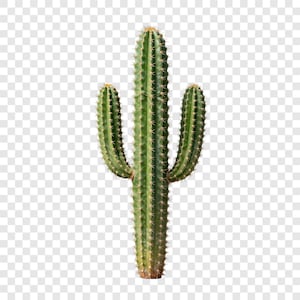Puede incluir: Un cactus alto y verde con múltiples brazos y espinas afiladas. El cactus tiene un cuerpo principal vertical y cilíndrico con dos brazos más pequeños que se extienden hacia afuera. Las espinas son de color marrón claro, y el cactus está sobre un fondo transparente.
