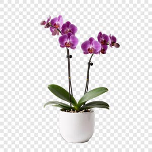 Puede incluir: Una planta de orquídea en maceta con vibrantes flores moradas y hojas de color verde oscuro. Las flores tienen un tono morado intenso con un centro amarillo contrastante. La planta está en una maceta de cerámica blanca.