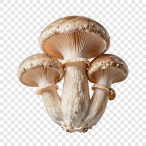 May include: A cluster of three shiitake mushrooms. The mushrooms have light brown caps with small white spots and beige gills. The stems are a creamy white color, and the overall image is well-lit.