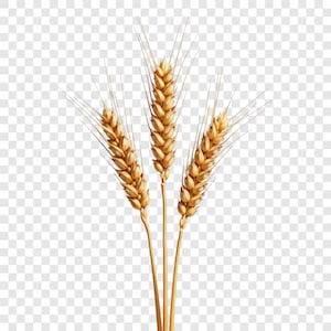 Puede incluir: Tres espigas de trigo con granos de color marrón dorado y tallos delgados. El trigo se representa en un estilo realista, con texturas y reflejos detallados, lo que sugiere madurez y cosecha.