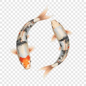 Peut inclure: Deux carpes koï, gracieusement courbées, sont représentées sur un fond transparent. Les poissons présentent un mélange de couleurs, dont le blanc, le noir, l'orange et le rouge. Leurs nageoires et leurs queues sont de couleur pêche douce, créant une représentation sereine et artistique.