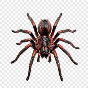 May include: A detailed illustration of a tarantula. The spider has a dark brown body and legs with reddish-brown segments. The image is a close-up, showcasing the spider's hairy texture and intricate details.