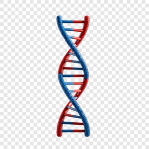 Puede incluir: Representación 3D de un modelo de doble hélice de ADN. El modelo presenta una combinación de colores azul y rojo, con las hebras en espiral en azul y los peldaños de conexión en rojo y azul. El fondo es transparente.