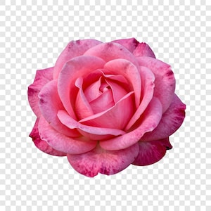 Può includere: Primo piano di una rosa rosa completamente sbocciata. La rosa ha più strati di petali, con una tonalità rosa più scura sui bordi. Il centro della rosa è una tonalità di rosa più chiara.