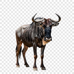 May include: A digitally painted image of a wildebeest, a large African antelope. The animal has a dark brown coat, a black face, and large curved horns. The wildebeest stands on four legs against a transparent background.