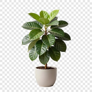 10 PNG Indoor Plant Clipart, Tropical Houseplant Images, Transparent Background, Watercolor Clip Art, Instant Download, Commercial Use