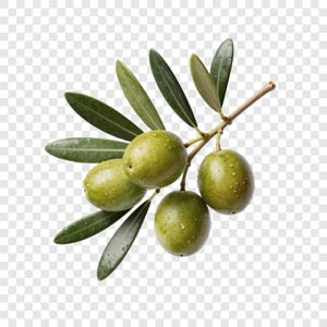 May include: A sprig of green olives with several leaves. The olives are a light green color and have small water droplets on their surface. The leaves are a darker green and are arranged around the olives.