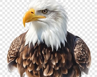 10 PNG Eagle Clipart, Bald Eagle Images, Transparent Background, Watercolor Clip Art, Instant Download, Commercial Use, Paper Craft