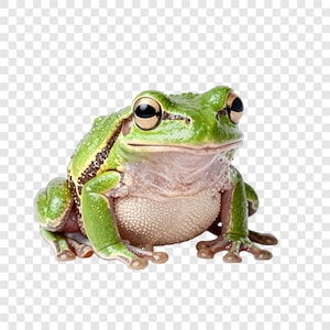 May include: A green tree frog with large dark eyes and a textured, bumpy back. The frog has a pale, granular underbelly and distinct dark brown stripes running along its sides. Its skin appears moist with small water droplets visible on its surface.