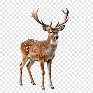 May include: A detailed image of a deer with impressive antlers. The deer has a brown coat with white spots, a white chest patch, and light brown antlers. Its dark eyes and black nose are clearly visible, showcasing its natural beauty.