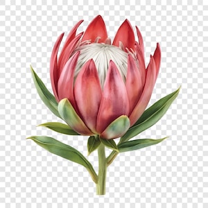 May include: A detailed illustration of a protea flower. The flower has multiple layers of pink petals surrounding a white centre. Green leaves and a stem complete the image, set against a transparent background.
