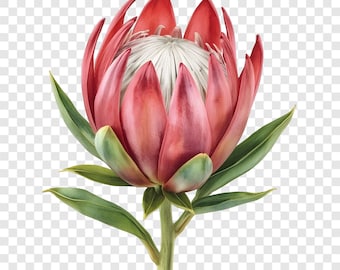 May include: A detailed illustration of a protea flower. The flower has multiple layers of pink petals surrounding a white centre. Green leaves and a stem complete the image, set against a transparent background.