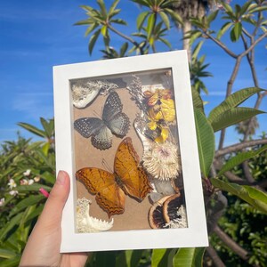 May include: A white framed display featuring two butterflies with intricate wing patterns, one gray and one orange, alongside dried flowers and other natural elements. The display is held against a backdrop of green foliage and a bright blue sky.