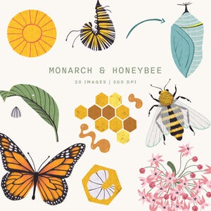 Könnte beinhalten: Digitale Illustration mit einem Monarchfalter, einer Honigbiene und Elementen ihres Lebenszyklus. Das Bild zeigt eine Raupe, eine Puppe, eine Honigwabe und Blumen. Der Text "MONARCH & HONEYBEE" ist zu sehen.