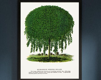Kilmarnock Weeping Willow Print | Vintage Botanical Lithograph Art | Digital Download