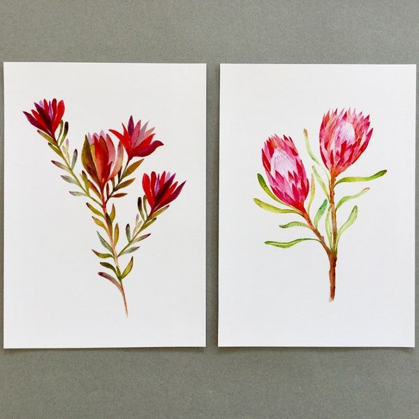 Protea watercolour Art print