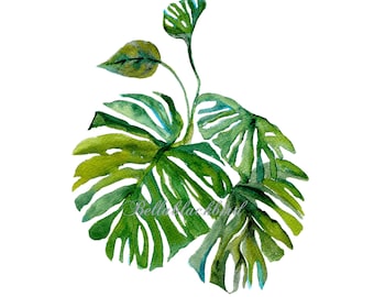 Tropical Watercolour Print, Monstera Deliciosa