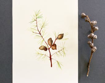 Australian native botanical print, Hakea, watercolour