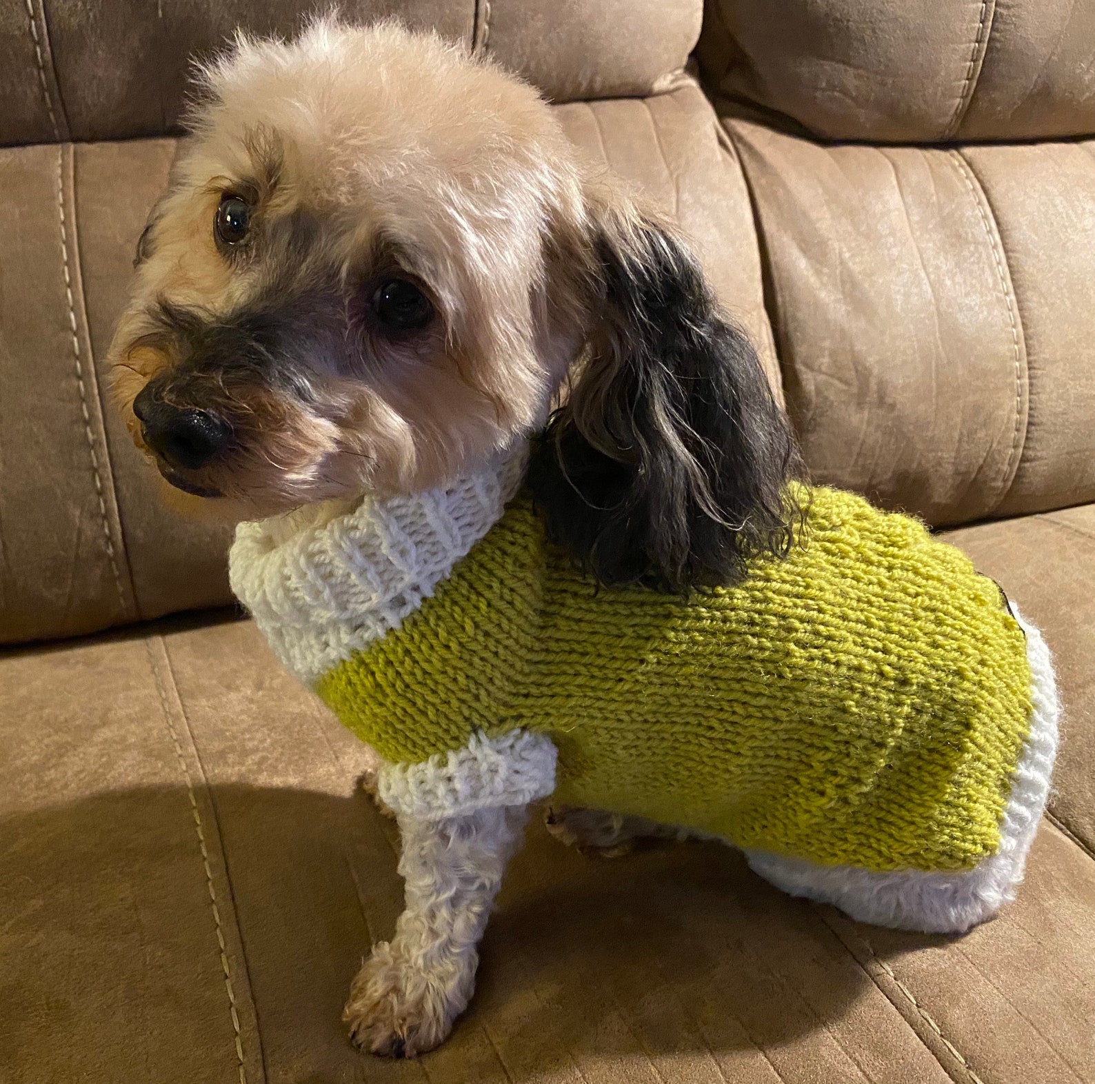 Proper Collared Layered Dog Sweater With Buttons